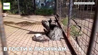 В гости к лисичкам