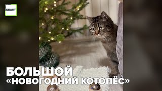 Большой «Новогодний Котопёс»