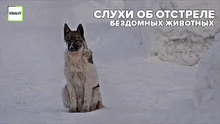 Слухи об отстреле бездомных животных