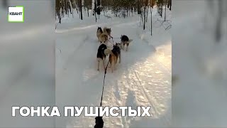 Гонка пушистых