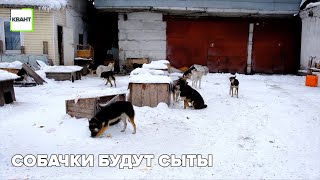 Собачки будут сыты