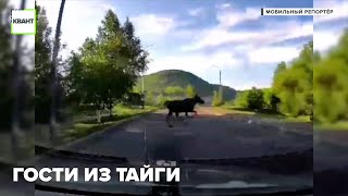 Гости из Тайги