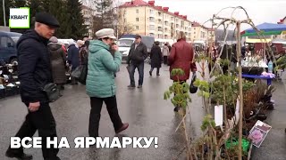 Все на ярмарку!