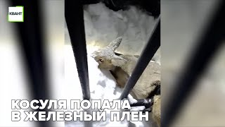 Косуля попала в железный плен