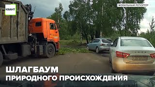 Шлагбаум природного происхождения