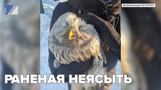 Раненая неясыть