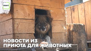 Новости из приюта для животных