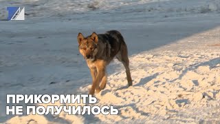 Прикормить не получилось