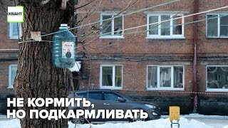 Не кормить, но подкармливать