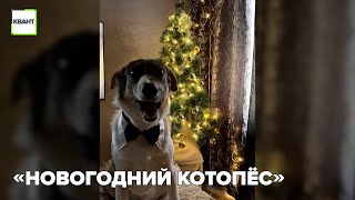 «Новогодний котопёс»