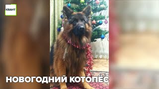 Новогодний котопёс