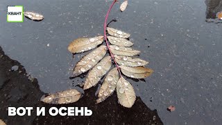 Вот и осень