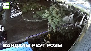 Вандалы рвут розы