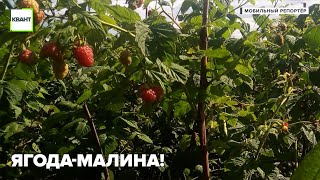 Ягода-малина!